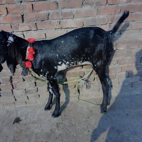 bakri 1