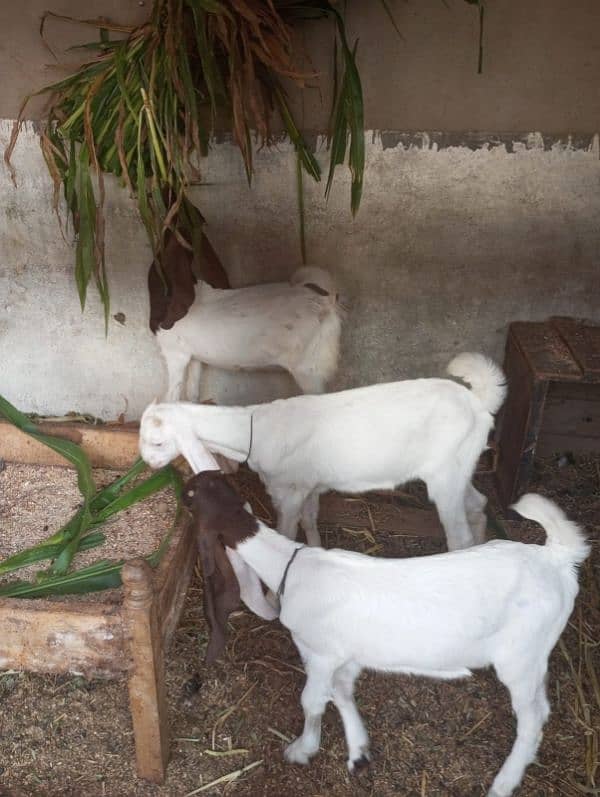 breeding goat 2