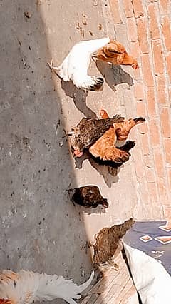 Desi or golden misri hens 12