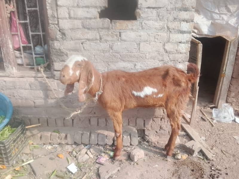 beetal goat | beetal bakri | beetal bakri | gaban bakri | desi bakri 2