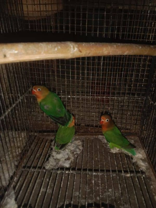 3 Green Fisher lovebirds for sale 0