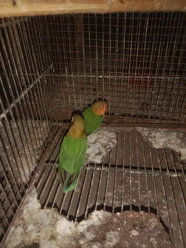 3 Green Fisher lovebirds for sale 1