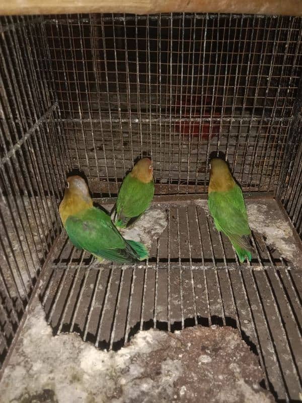 3 Green Fisher lovebirds for sale 2