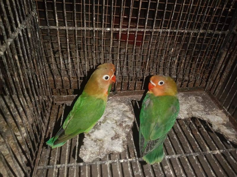 3 Green Fisher lovebirds for sale 3