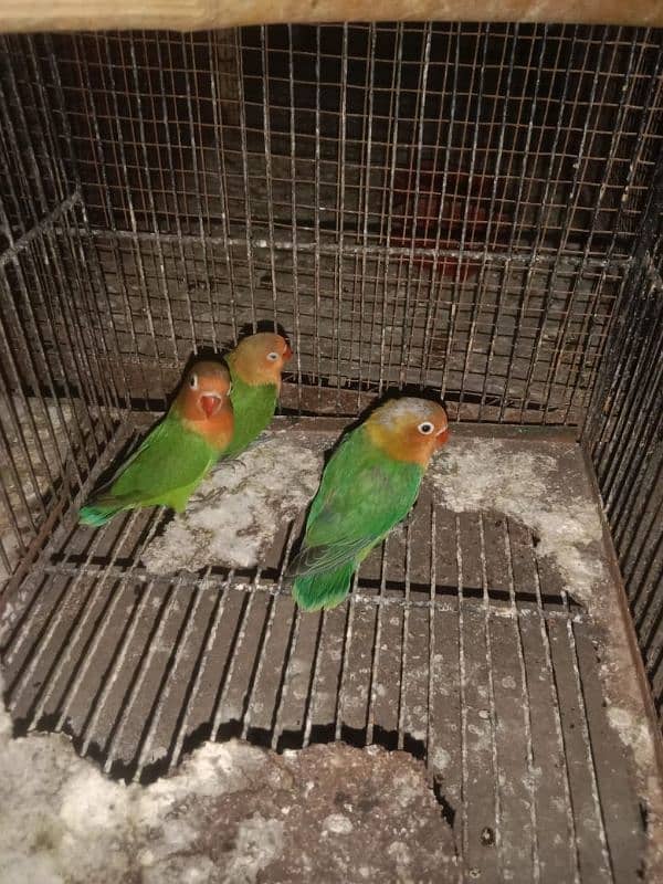 3 Green Fisher lovebirds for sale 4