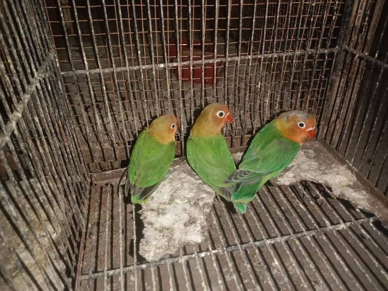 3 Green Fisher lovebirds for sale 5