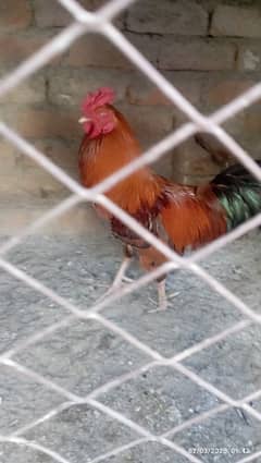 home breed male cock, rooster