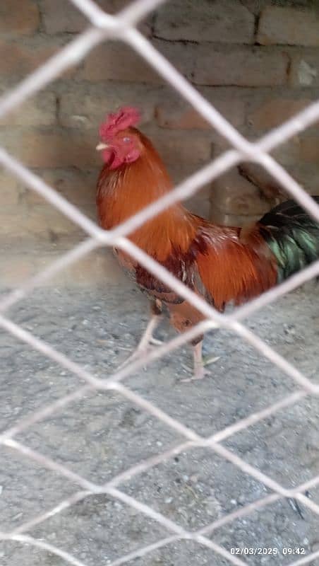 home breed male cock, rooster 0