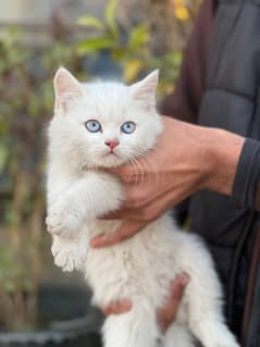 Persion Cat | Persion kitten | Tripple Coated Kitens | Kitten For Sale