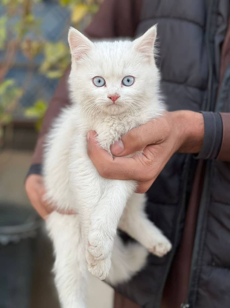 Persion Cat | Persion kitten | Tripple Coated Kitens | Kitten For Sale 3