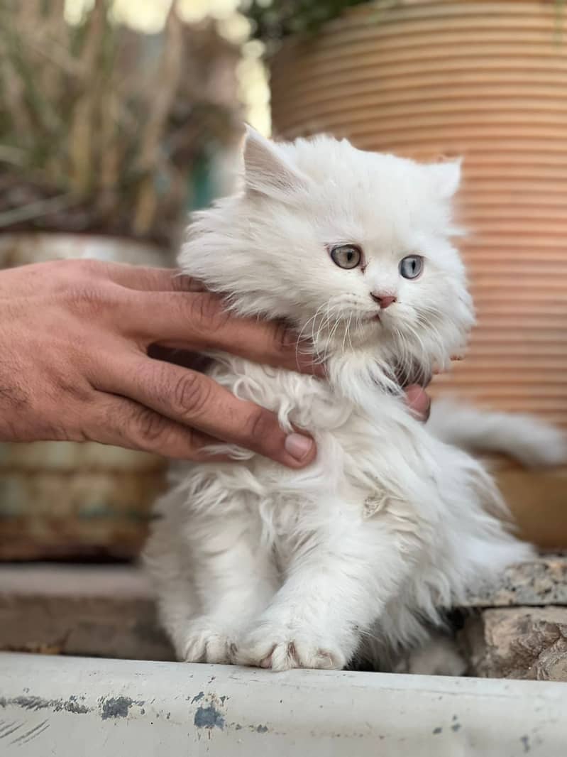 Persion Cat | Persion kitten | Tripple Coated Kitens | Kitten For Sale 5