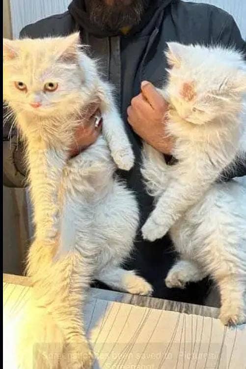 Persion Cat | Persion kitten | Tripple Coated Kitens | Kitten For Sale 8