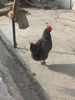 Play mouth female hen eggs laying price 3500