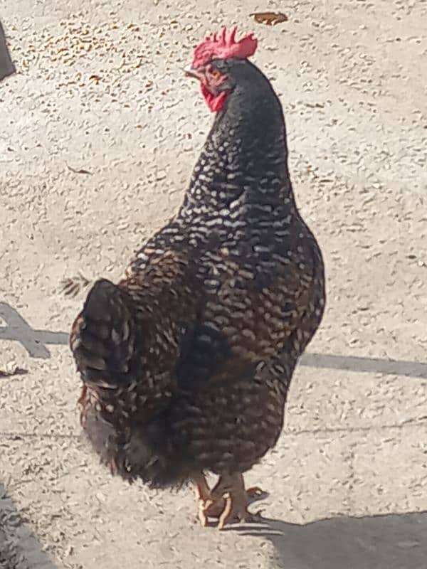 Play mouth female hen eggs laying price 3500 3