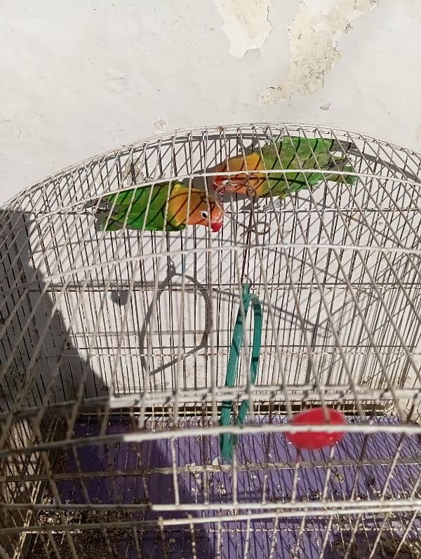 love bird green fisher 0