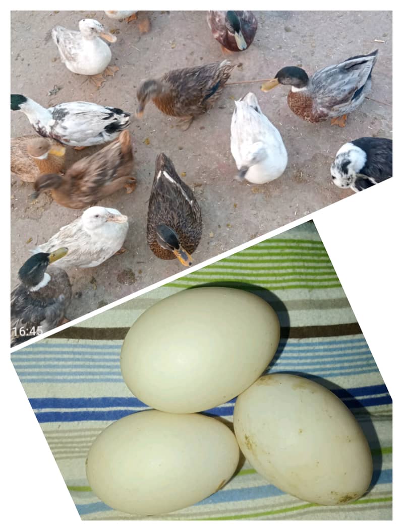 Ducks and hen eggs 0