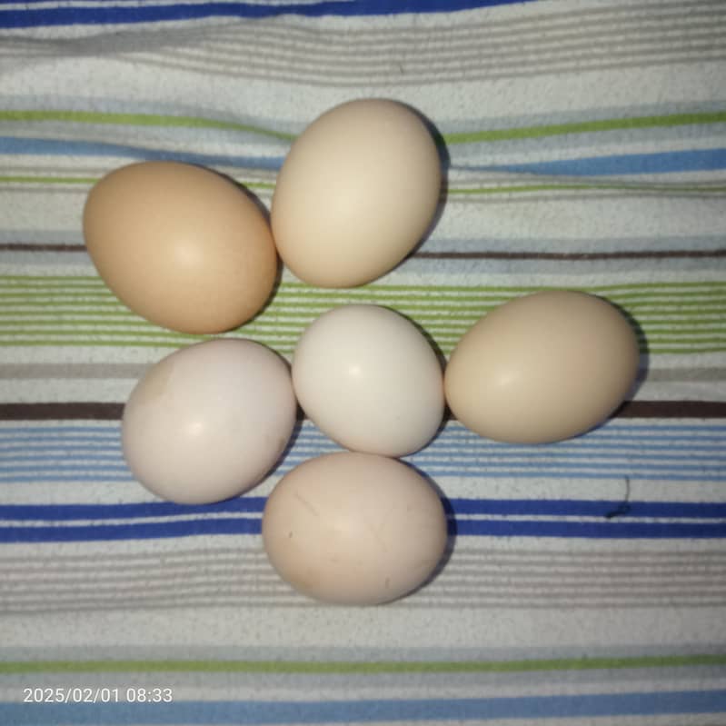 Ducks and hen eggs 1