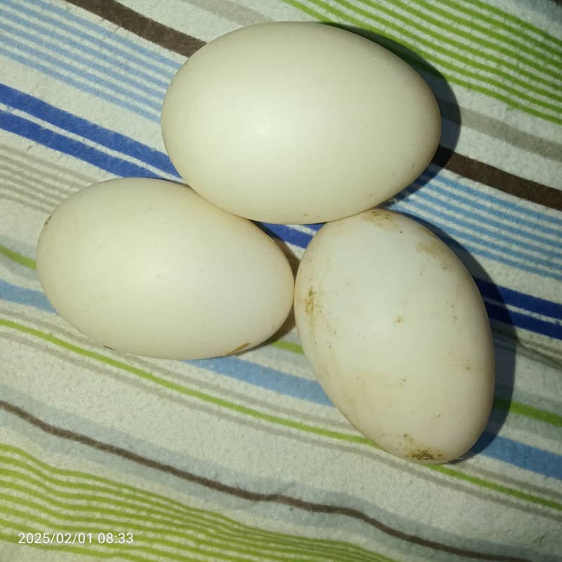 Ducks and hen eggs 2