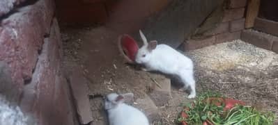 White Bunny Pair with Red Eyes