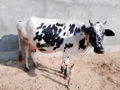 white cow for sale