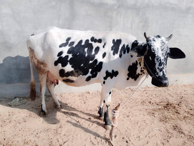 white cow for sale 0