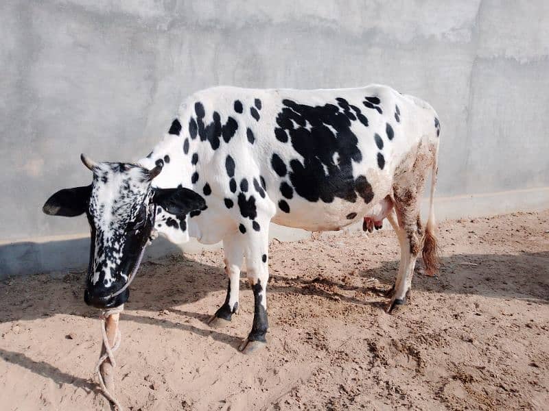 white cow for sale 1