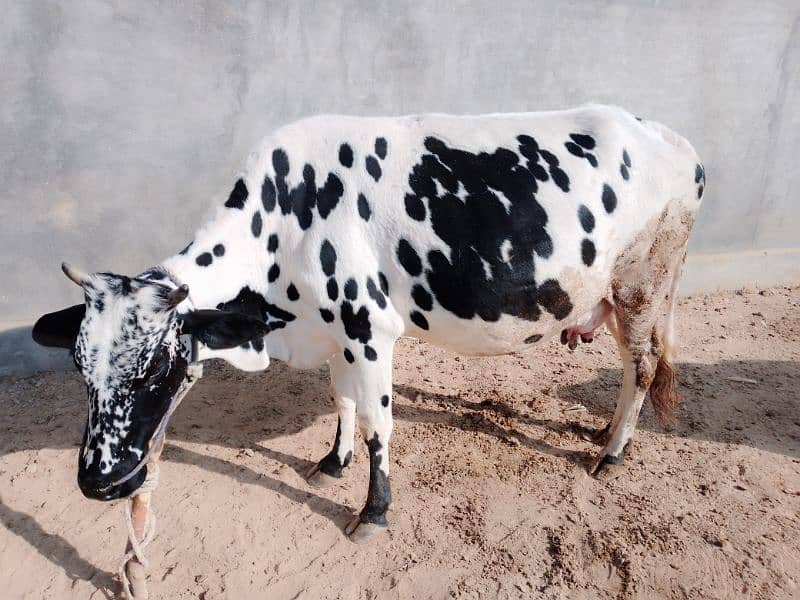 white cow for sale 2