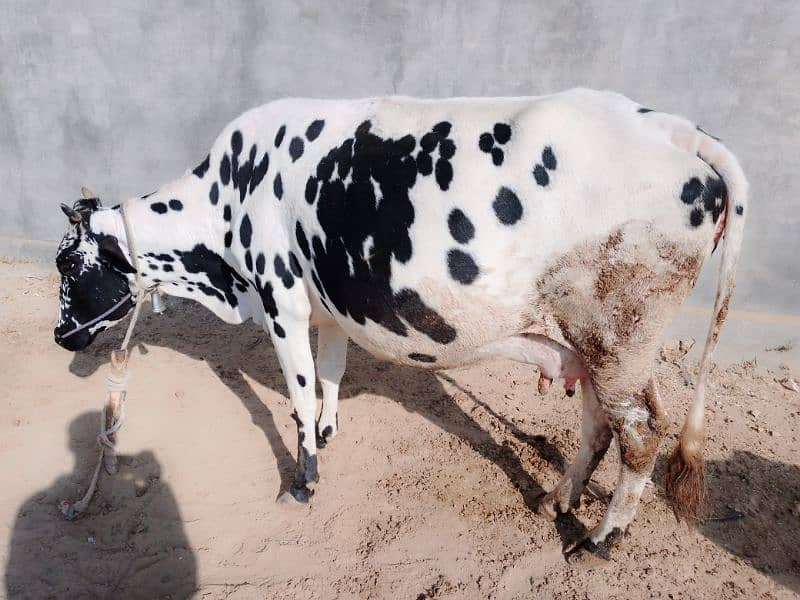 white cow for sale 3