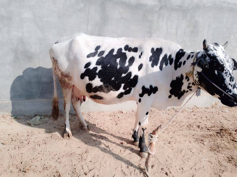 white cow for sale 4