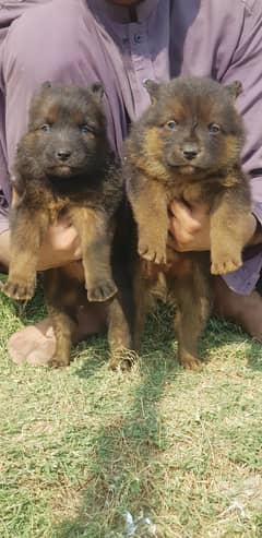 German Shepherd |black German Shepherd puppies | puppy | GSD dog