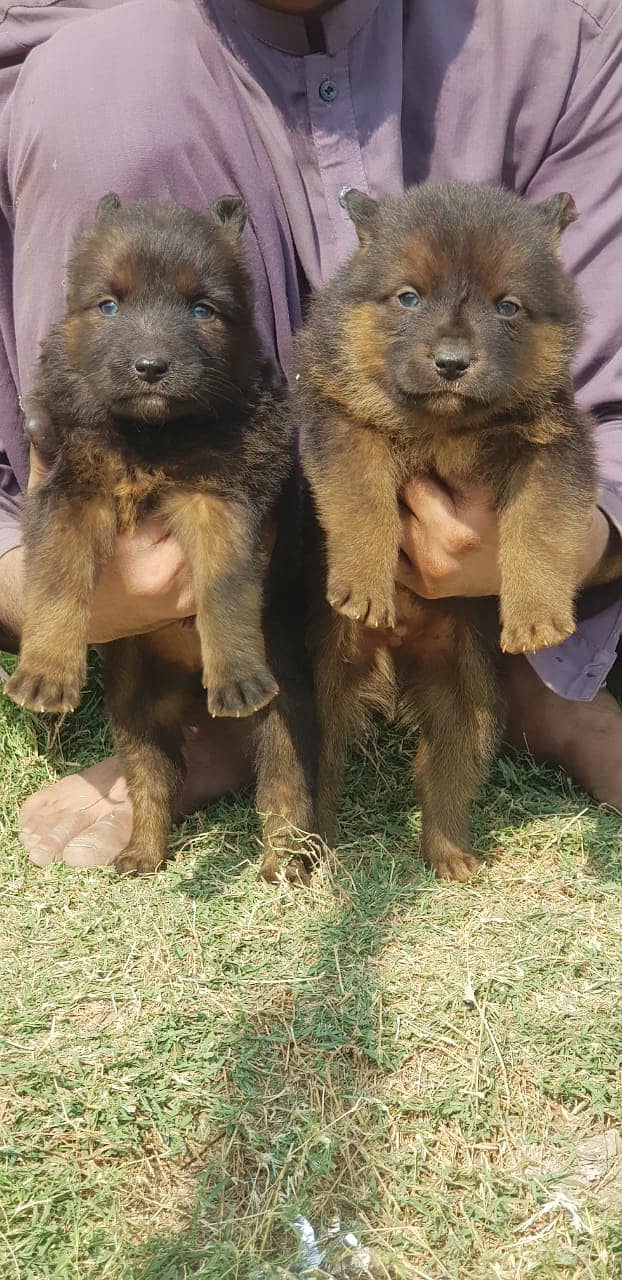 German Shepherd |black German Shepherd puppies | puppy | GSD dog 0