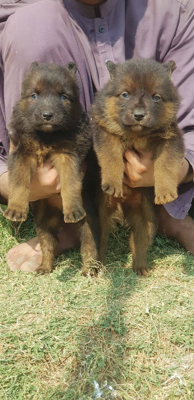 German Shepherd |black German Shepherd puppies | puppy | GSD dog 1