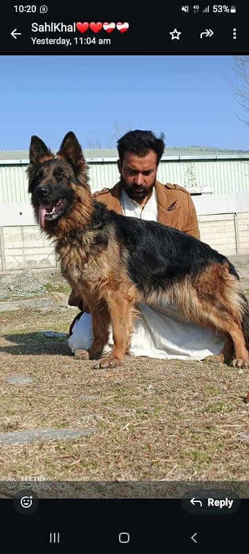 German shepherd Female available 0