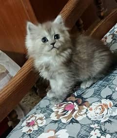 Quality Persian Kitten Are Available On Cash On Delivery