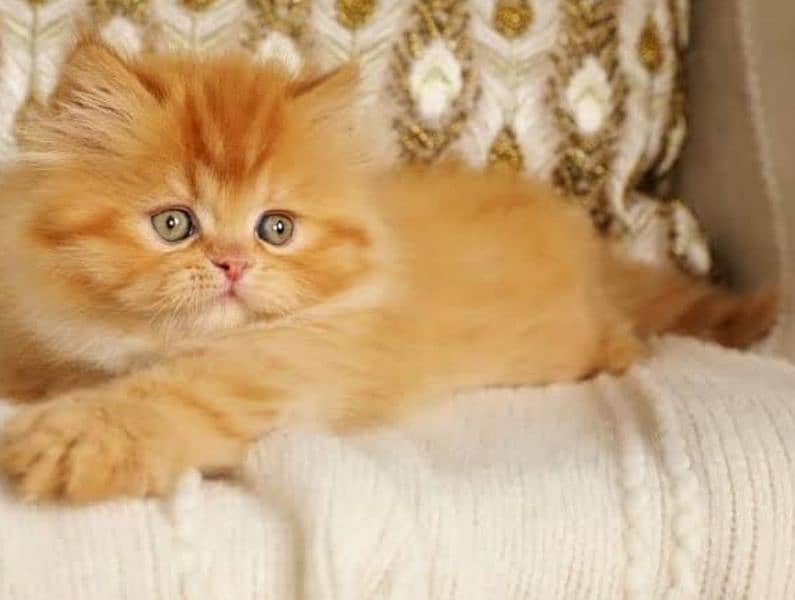 Quality Persian Kitten Are Available On Cash On Delivery 1