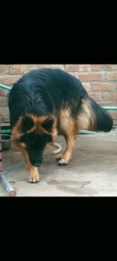 German shepherd My WhatsApp 03015880301