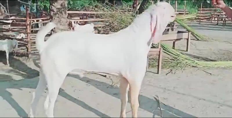 gulabi bakra for sale call me 03433066498 0