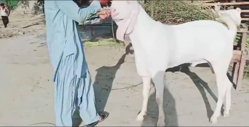 gulabi bakra for sale call me 03433066498 2