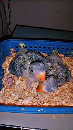 raw Parrot chicks | green parrots | طوطا | Parrot chiks | raw chick