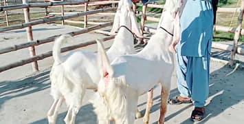 Premium Rajanpuri Goats Available Prfect for Qurbani 03460421993