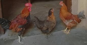 Healthy 5-Month-Old Home-Raised Chickens for Sale