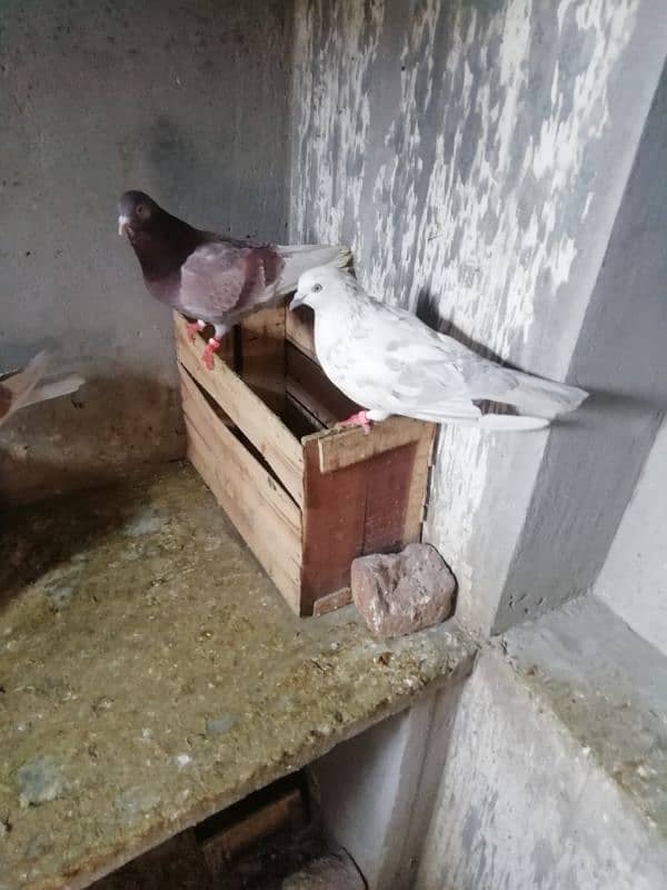 high flyer pigeon pair for sale location lahore 0