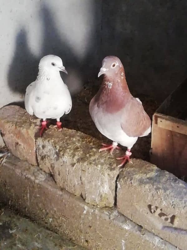 high flyer pigeon pair for sale location lahore 1