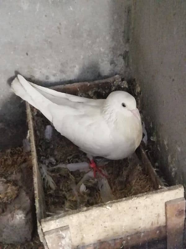 high flyer pigeon pair for sale location lahore 2