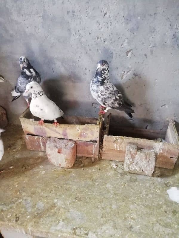 high flyer pigeon pair for sale location lahore 3