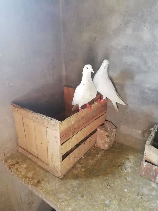 high flyer pigeon pair for sale location lahore 4