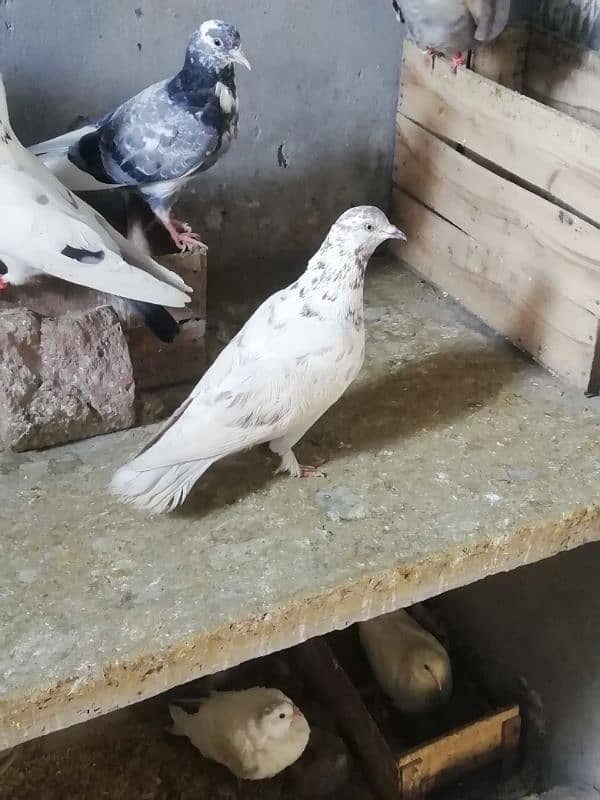 high flyer pigeon pair for sale location lahore 5