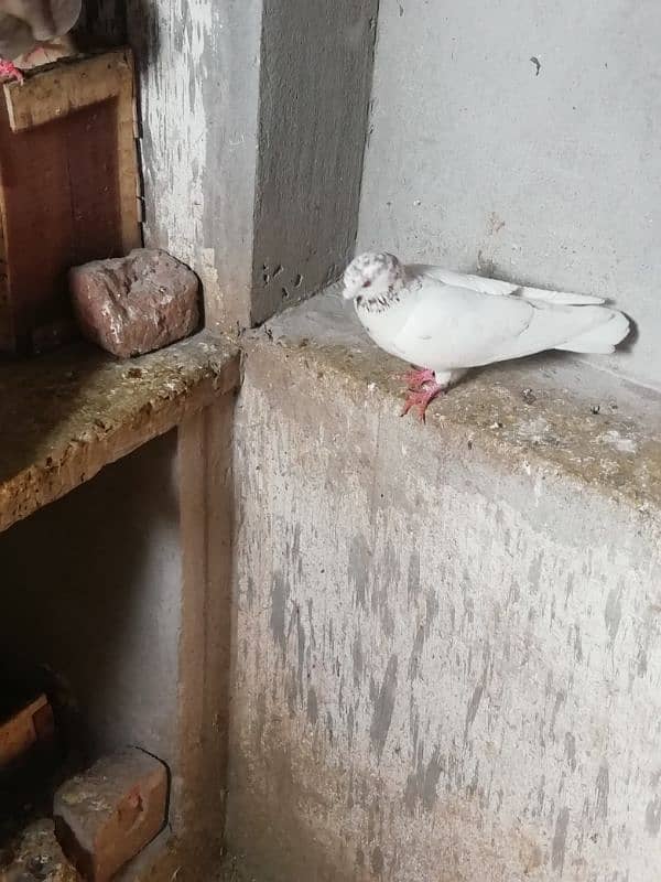 high flyer pigeon pair for sale location lahore 6