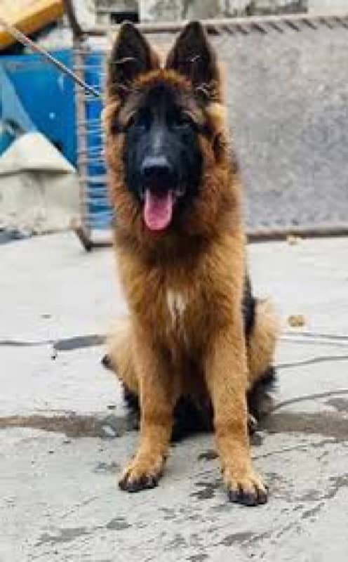 German Shapherd Female Urgent For Sale 0