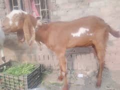 beetal goat | beetal bakri | beetal bakri | gaban bakri | desi bakri